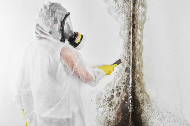 Best Affordable Mold Removal  in West Falmouth, MA
