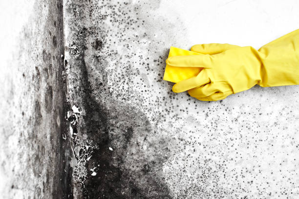 Best Black Mold Removal  in West Falmouth, MA