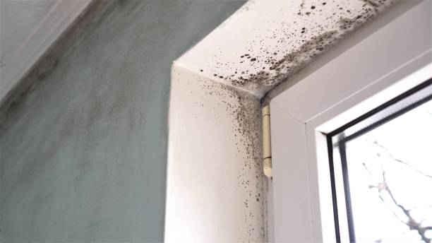 Best Commercial Mold Removal  in West Falmouth, MA