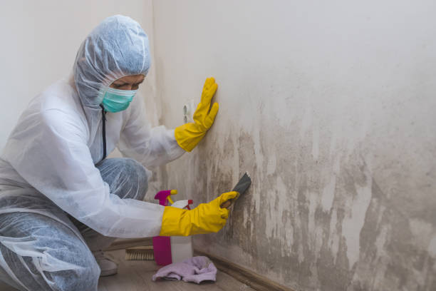 Best Mold Damage Repair  in West Falmouth, MA