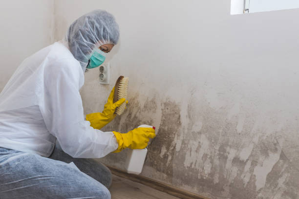 Best Mold Cleaning Services  in West Falmouth, MA
