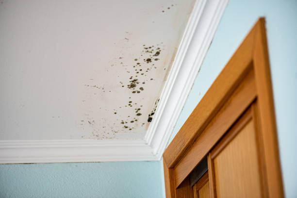 Best Mold Removal Company Near Me  in West Falmouth, MA