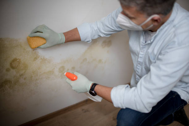 Best Mold Testing  in West Falmouth, MA
