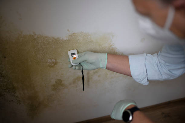 Best Office Mold Removal Services  in West Falmouth, MA