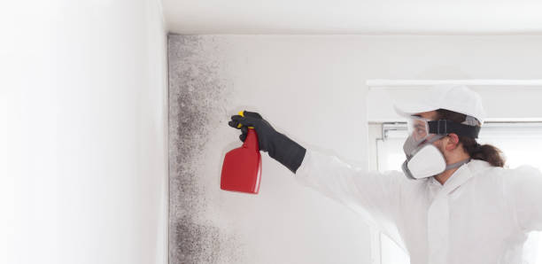 Mold Testing and Removal in West Falmouth, MA