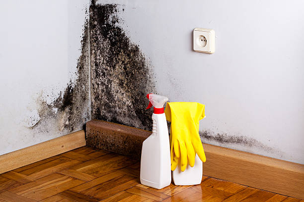 Best Residential Mold Removal  in West Falmouth, MA