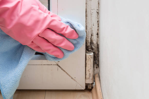 Best Office Mold Removal Services  in West Falmouth, MA