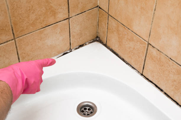 Professional Mold Removal in West Falmouth, MA