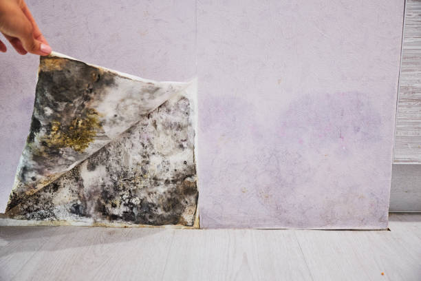 Best Mold Removal Company Near Me  in West Falmouth, MA